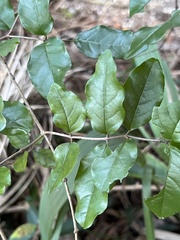 Krugiodendron