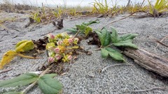 Glehnia littoralis leiocarpa
