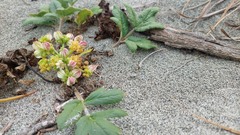 Glehnia littoralis leiocarpa