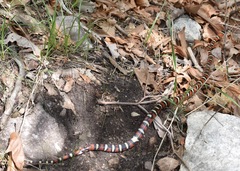 Lampropeltis knoblochi