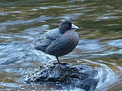 Hymenolaimus malacorhynchos