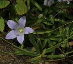 Craterocapsa