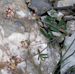 Anthyllis vulneraria