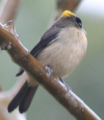 Trichothraupis melanops