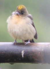 Trichothraupis melanops