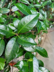 Trachelospermum asiaticum