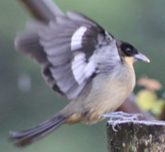 Trichothraupis melanops