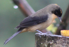 Trichothraupis melanops