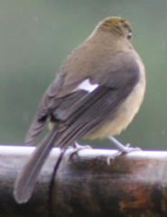 Trichothraupis melanops