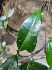 Trachelospermum asiaticum