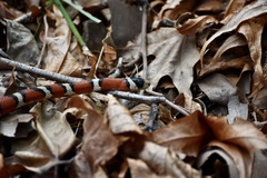 Lampropeltis knoblochi