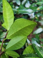 Trachelospermum asiaticum