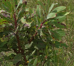Protea