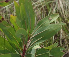 Protea
