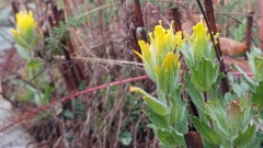 Castilleja levisecta