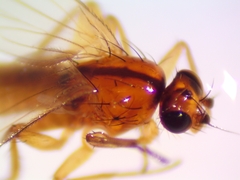 Lonchoptera bifurcata