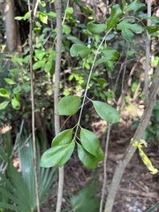 Myrcianthes fragrans