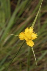 Cyperus sphaerocephalus