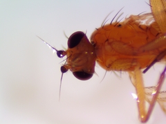 Lonchoptera bifurcata