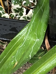 Ophiomyia kwansonis