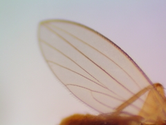 Lonchoptera bifurcata