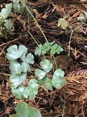 Erysiphe aquilegiae