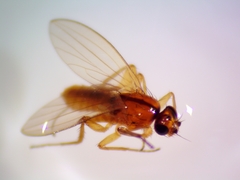 Lonchoptera bifurcata