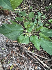 Cordia sebestena