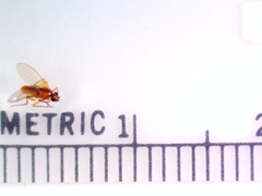 Lonchoptera bifurcata