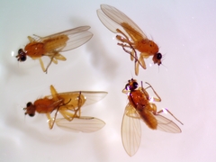 Lonchoptera bifurcata