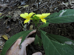 Barleria oenotheroides