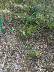 Dichanthelium commutatum