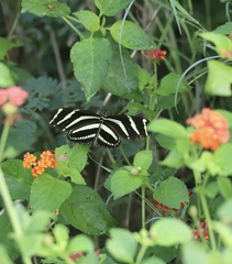 Heliconius charithonia