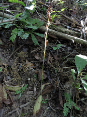 Habenaria clypeata