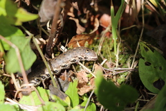 Proserpinus proserpina