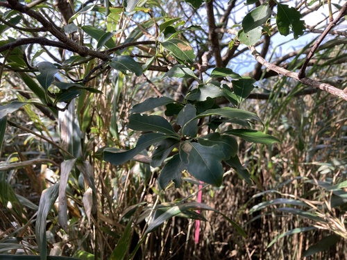 Euonymus carnosus iNat (3)