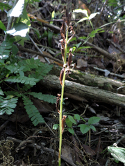 Habenaria clypeata