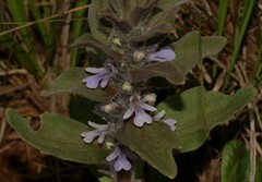 Ajuga ophrydis