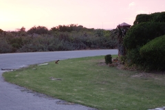 Cynictis penicillata