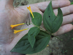 Bouvardia gracilipes