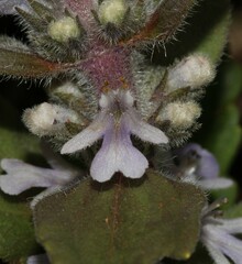 Ajuga ophrydis