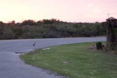 Cynictis penicillata