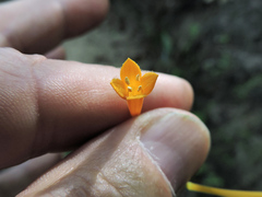 Bouvardia gracilipes