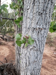 Populus deltoides