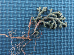 Selaginella sanguinolenta