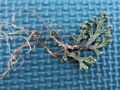 Selaginella sanguinolenta