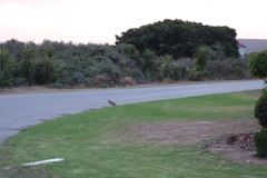 Cynictis penicillata