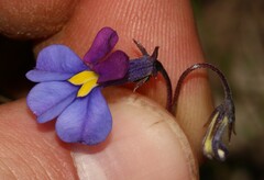 Monopsis decipiens