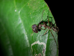 Dolichoderus attelaboides