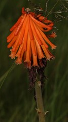 Kniphofia